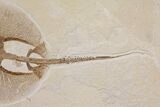 Spectacular, Fossil Stingray (Heliobatis) - Wyoming #137915-3